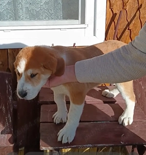 Ciobanesc asia centrala  - imagine 2