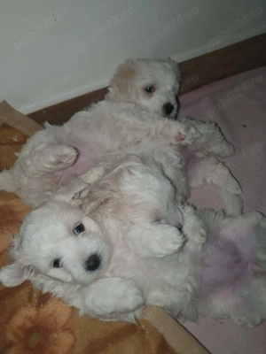 Cățeluși bichon maltez - imagine 4