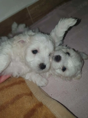 Cățeluși bichon maltez - imagine 2