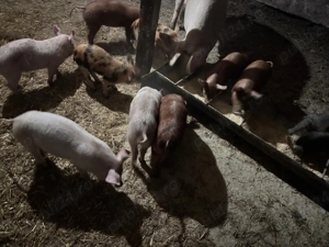 Purcei de vânzare - imagine 4