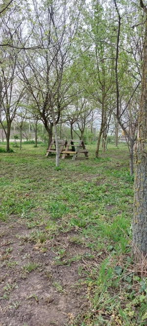 Vand 2 locuri de casa a cate 1500 m patrati fiecare (15 arii) intravilan - imagine 5