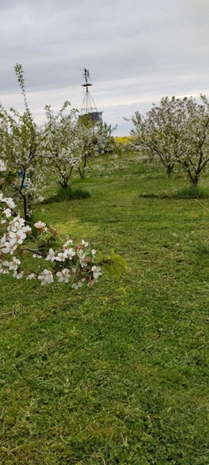 Vand 2 locuri de casa a cate 1500 m patrati fiecare (15 arii) intravilan - imagine 4