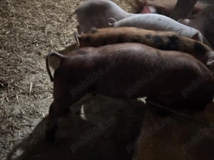 Purcei de vânzare - imagine 2