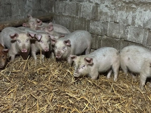 Purcei de vânzare - imagine 5