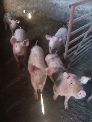 Purcei. de.   vanzare  - imagine 2