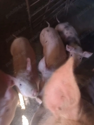 Purcei. de.   vanzare  - imagine 5