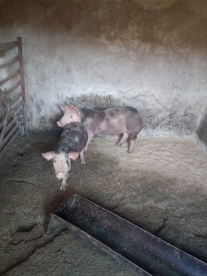 Purcei. de.   vanzare  - imagine 3