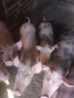 Purcei. de.   vanzare  - imagine 4