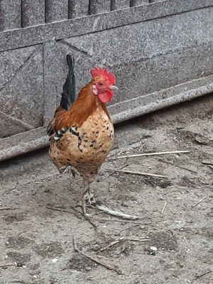 vând cocoș pitic