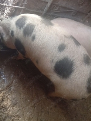 Vând scroafa  - imagine 3