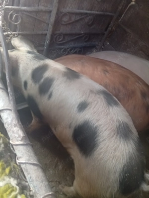 Vând scroafa  - imagine 4