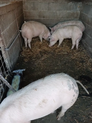 Șoldănei foarte frumoș 70kg 80kg - imagine 2