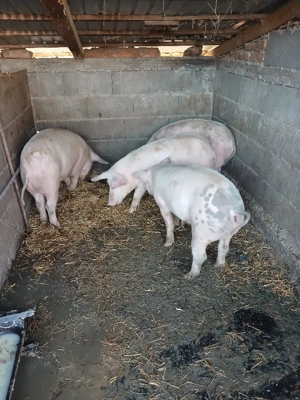 Șoldănei foarte frumoș 70kg 80kg - imagine 3