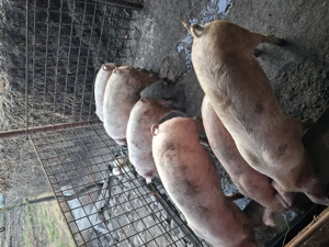 Vând purcei - imagine 2