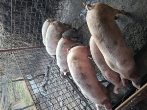 Vând purcei - imagine 3