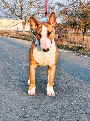 Femela Bull Terrier 9luni - imagine 3