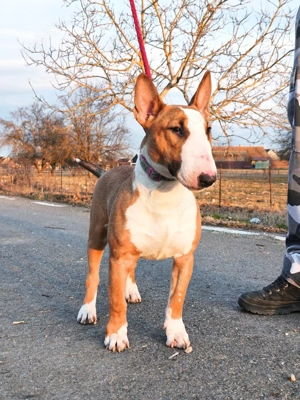 Femela Bull Terrier 9luni
