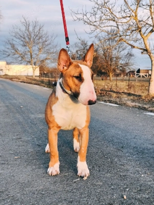 Femela Bull Terrier 9luni - imagine 2
