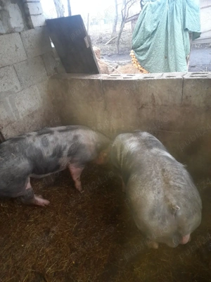 vând doi vieri petraini - imagine 2