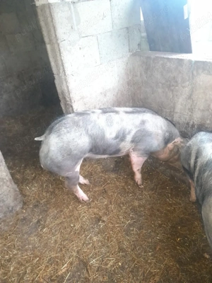 vând doi vieri petraini - imagine 3