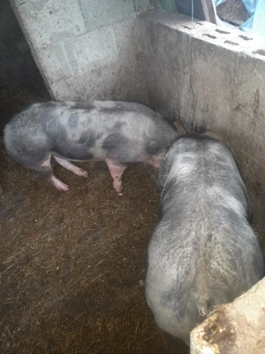 vând doi vieri petraini - imagine 5