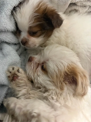 catelusi mici - imagine 2