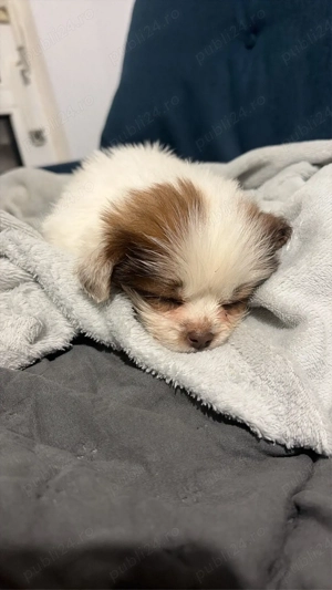 catelusi mici - imagine 4