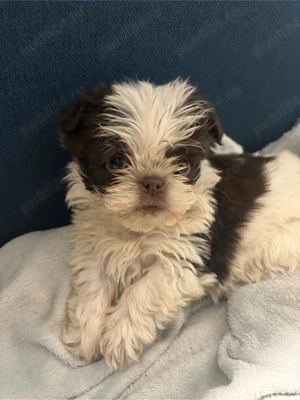 catelusi mici - imagine 3