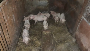 Purcei si godinasi de vinzare! - imagine 2