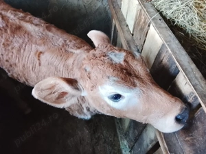 vitea de vanzare - imagine 5