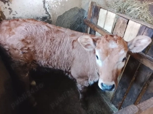 vitea de vanzare - imagine 3