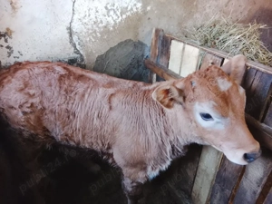 vitea de vanzare - imagine 4