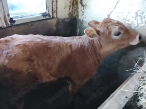 vitea de vanzare - imagine 2