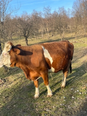 Vand vaca  - imagine 2