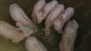 Vand purceii și porci de tăiat 