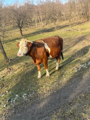 Vand vaca  - imagine 4