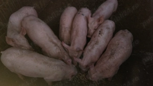 Vand purceii și porci de tăiat  - imagine 3