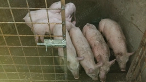 Vand purceii și porci de tăiat  - imagine 2