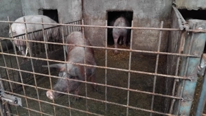 Vand purceii și porci de tăiat  - imagine 5