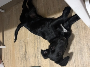 Donatie suflet blănos  - imagine 2