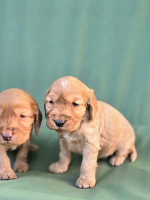 Baieti Cocker Spaniel auriu- Rasa pura - imagine 5