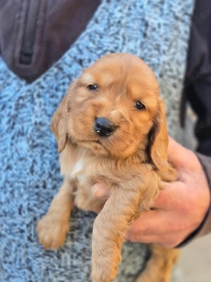Baieti Cocker Spaniel auriu- Rasa pura - imagine 4
