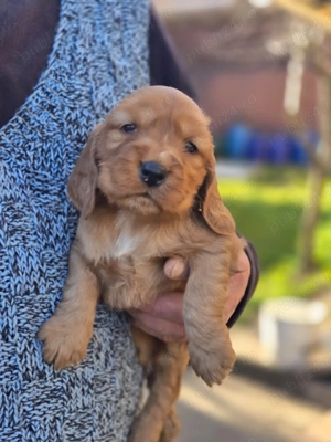 Baieti Cocker Spaniel auriu- Rasa pura - imagine 3