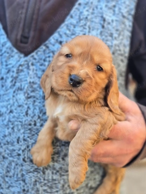Baieti Cocker Spaniel auriu- Rasa pura - imagine 2
