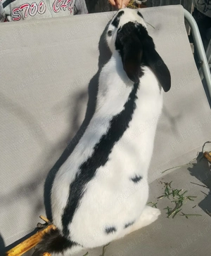 Pereche Fluture German - imagine 3