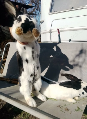 Pereche Fluture German - imagine 2