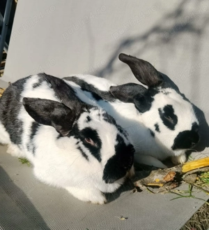 Pereche Fluture German