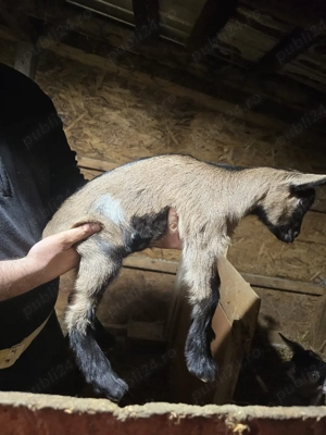 iede de vanzare  - imagine 2