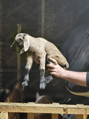 iede de vanzare  - imagine 5