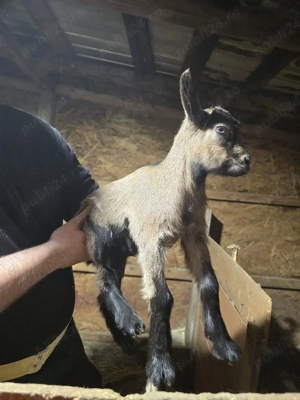 iede de vanzare  - imagine 3